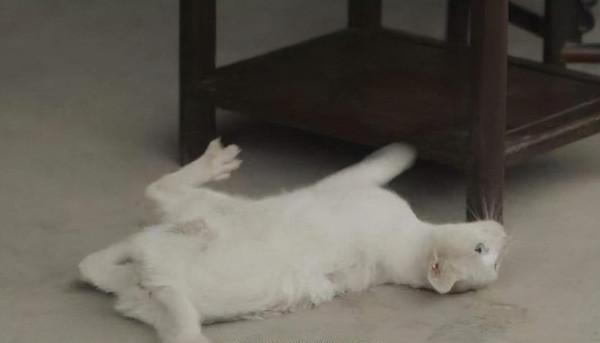 為了完美電影效果，退役軍犬叼著炸藥包狂奔，被導演炸得粉身碎骨