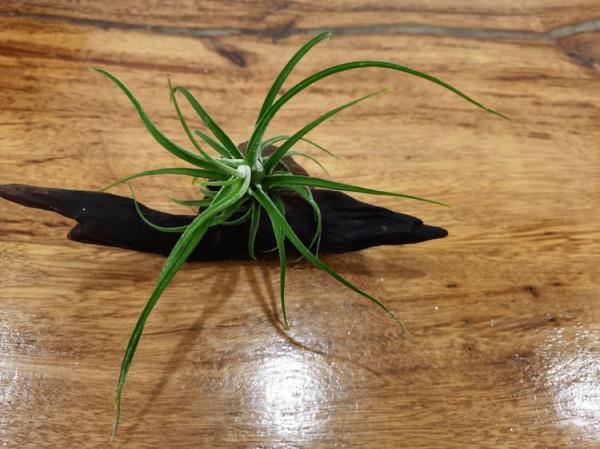 快春節了，來一波超讚木頭風園藝佳作欣賞