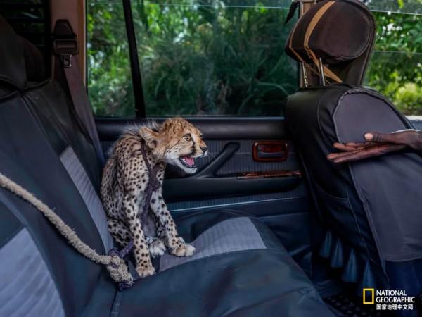 一年只發一次，2021年度最佳野生動物攝影