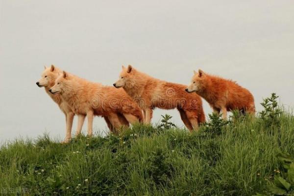 故事 兇惡的大灰狼也懂得親情 為了救活小狼崽 它們很友好的求助人類