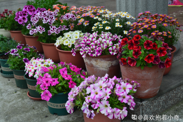 50種花春天播種，長滿小院子，能開一整年