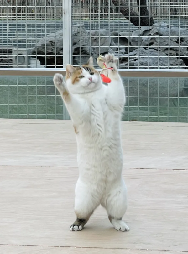 小貓咪的名字真的不能亂起