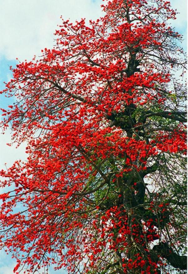 花卉欣賞、《奼紫嫣紅處處春》