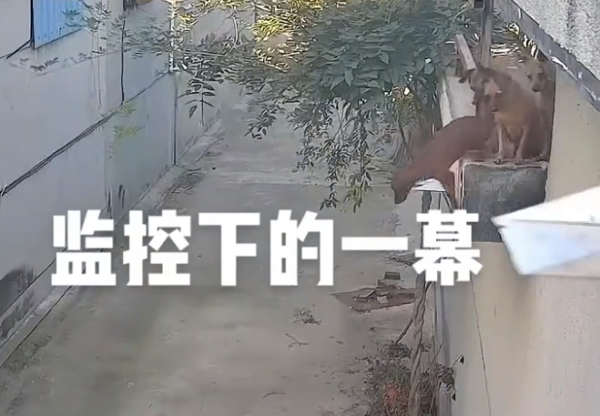 吃瓜要謹慎!山東4只狗組團看熱鬧,1只被擠下樓:小丑竟是我自己 吃瓜要謹慎!山東4只狗組團看熱鬧,1只被擠下樓:小丑竟是我自己