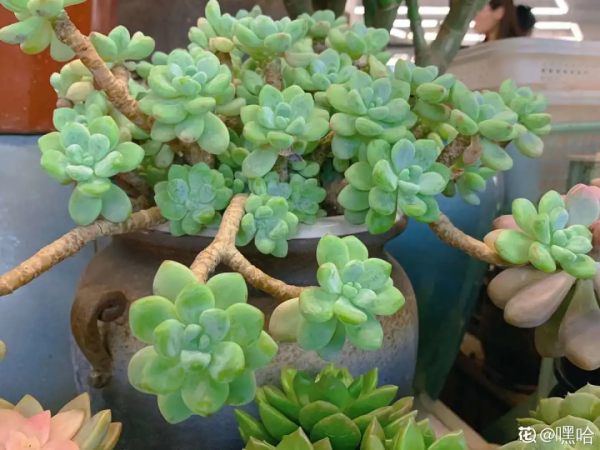 蟹爪蘭、長壽花僵苗,必須掐幾下,重新換盆養 蟹爪蘭、長壽花僵苗,必須掐幾下,重新換盆養