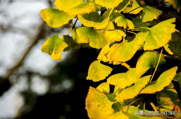 從廣東南雄出發,去看有1680多年的最美銀杏林,這裡全攻略如何玩 從廣東南雄出發,去看有1680多年的最美銀杏林,這裡全攻略如何玩