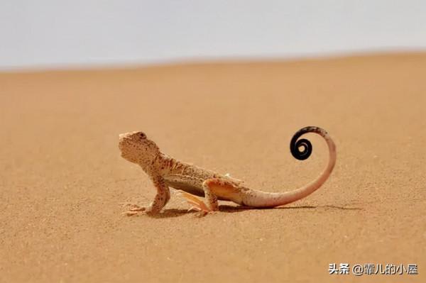 假如我們變成冷血動物會怎樣？