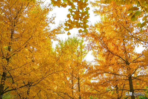 古都最美的秋色 都在這些地標 北京城裡的秋色地圖 古都最美的秋色 都在這些地標 北京城裡的秋色地圖