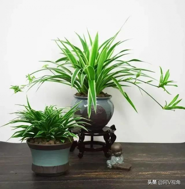 保持室內空氣清新的花，九種家庭必備的“空氣清新劑”，滿屋花香