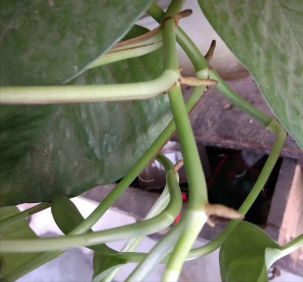 6種花的“氣生根”，剪下來，不用扦插，也能長滿根