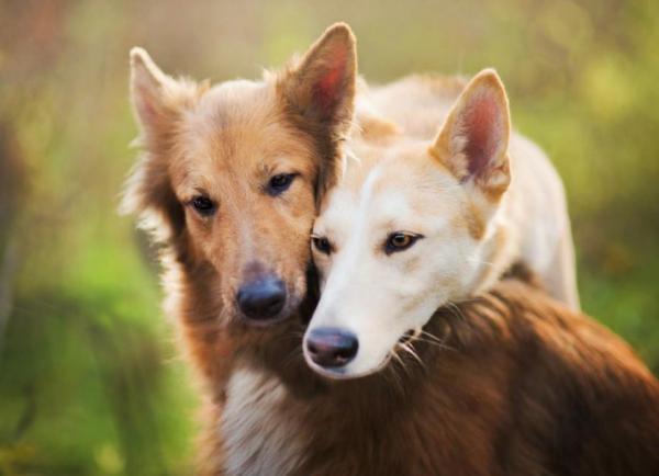 主人這些動作，其實狗狗很討厭，隨時會攻擊你