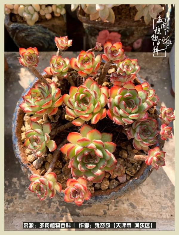 養多肉,累並快樂著!美好的事物,需要與大家分享 養多肉,累並快樂著!美好的事物,需要與大家分享