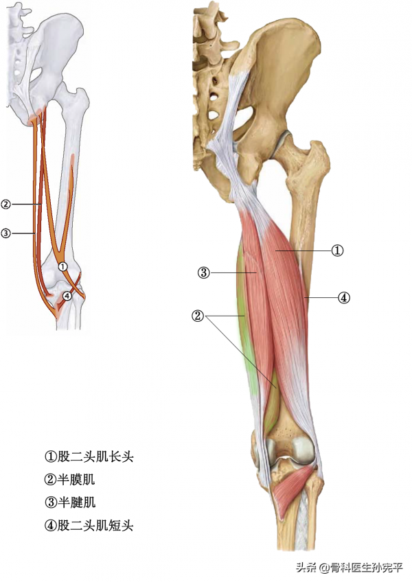 解剖圖譜｜最全面的下肢肌肉解剖圖譜