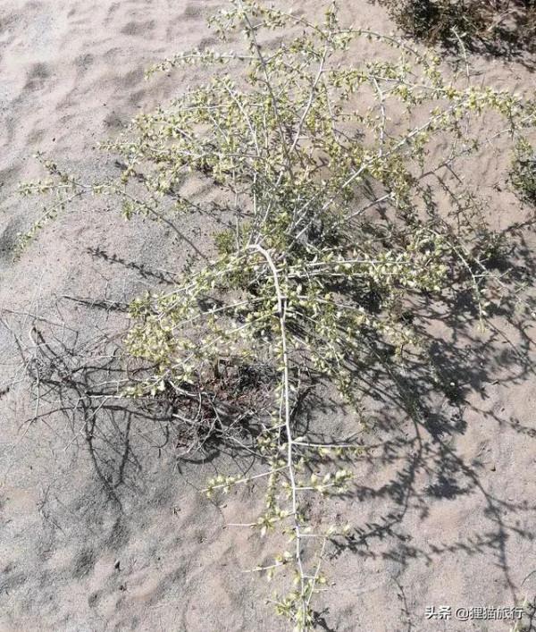 烏海不是海，是內蒙古的新興城市，這裡是黃河明珠、烏金之海