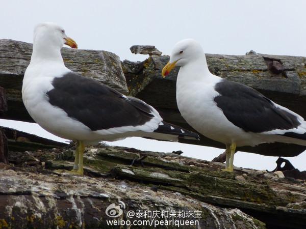 南極遊記 10 （下） 2016，01，25 欺騙島