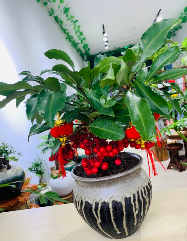 適合客廳養的5種漂亮花,喜慶大氣又吉祥,幸福感滿滿 適合客廳養的5種漂亮花,喜慶大氣又吉祥,幸福感滿滿