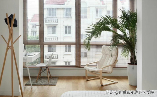 純粹自然，家居超有治癒感的綠植