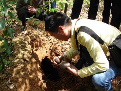 長在白蟻窩裡的菌類,價格比黃金還貴,為什麼挖到的人不願意賣? 長在白蟻窩裡的菌類,價格比黃金還貴,為什麼挖到的人不願意賣?