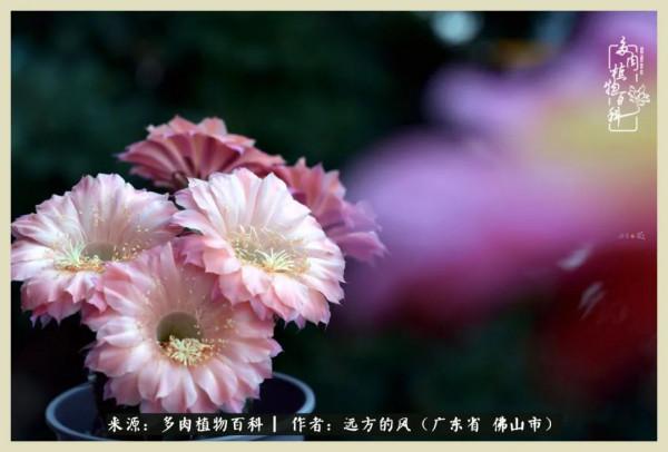 我若盛開，蝴蝶愛來不來