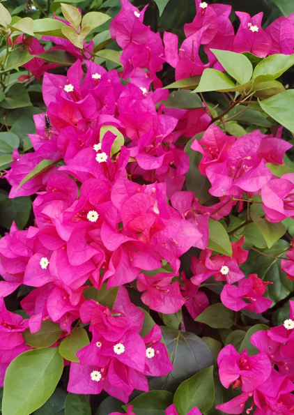 南方氾濫的花,北方人“愛不釋手”,太“拉仇恨”了 南方氾濫的花,北方人“愛不釋手”,太“拉仇恨”了