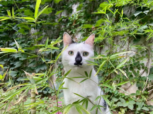 夏天是什麼顏色? 夏天是什麼顏色?