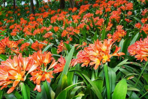 10種在冬季裡常見的耐寒花卉 10種在冬季裡常見的耐寒花卉