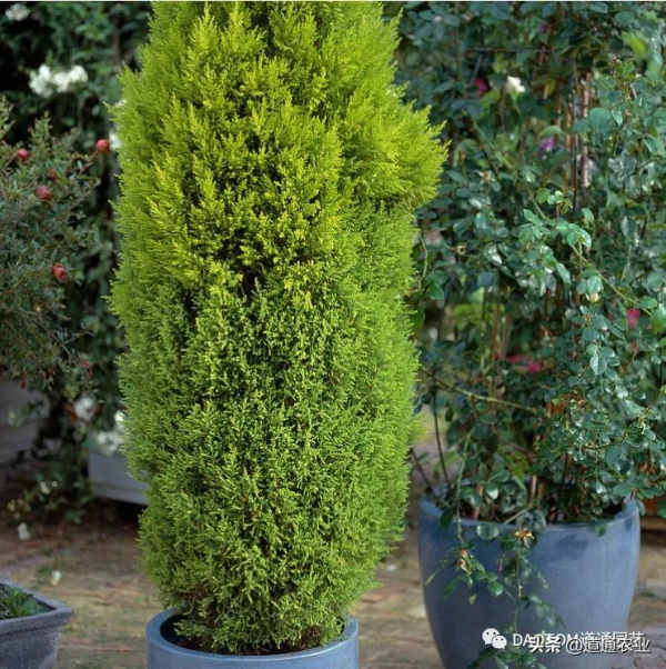 聖誕氣息越發濃烈，挑個盆栽自己整一個聖誕樹