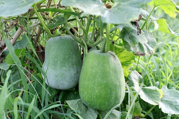 冬天進入減肥“關鍵期”,常吃這5種食物,體重或許能慢慢下降 冬天進入減肥“關鍵期”,常吃這5種食物,體重或許能慢慢下降