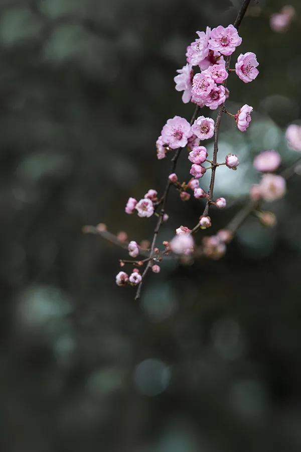 繼續科普：梅花之榆葉梅