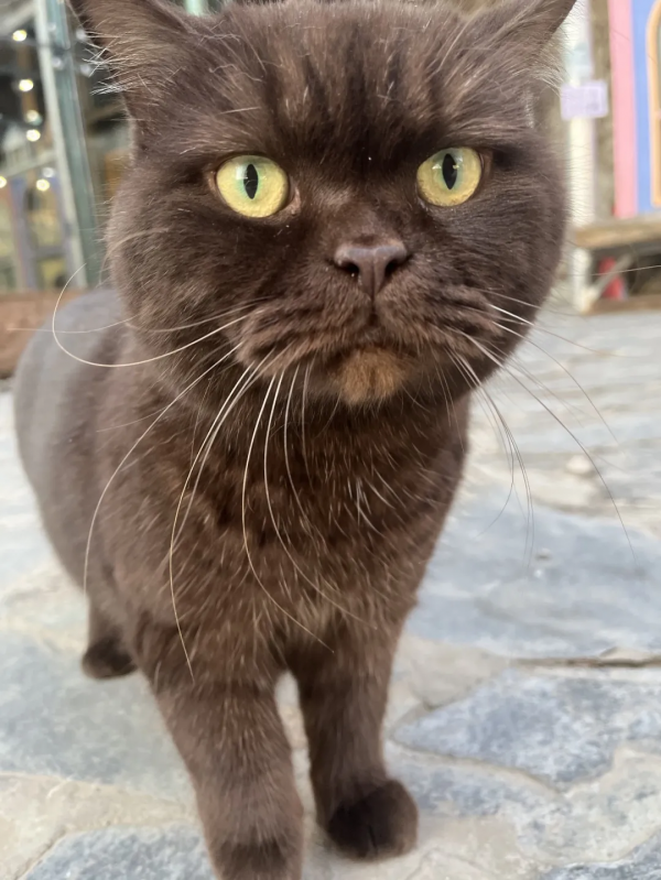 糟糕,鬍子太搶戲了 糟糕,鬍子太搶戲了