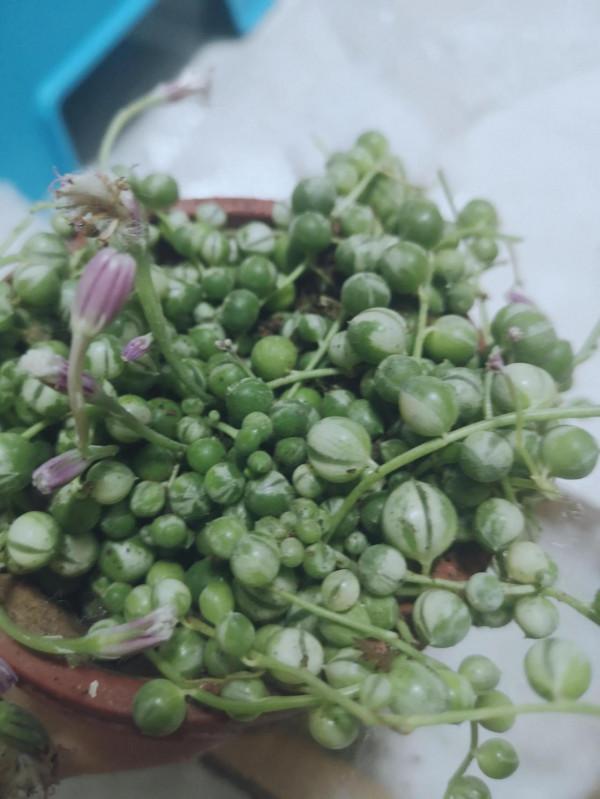 新年納新-肉肉開箱 新年納新-肉肉開箱