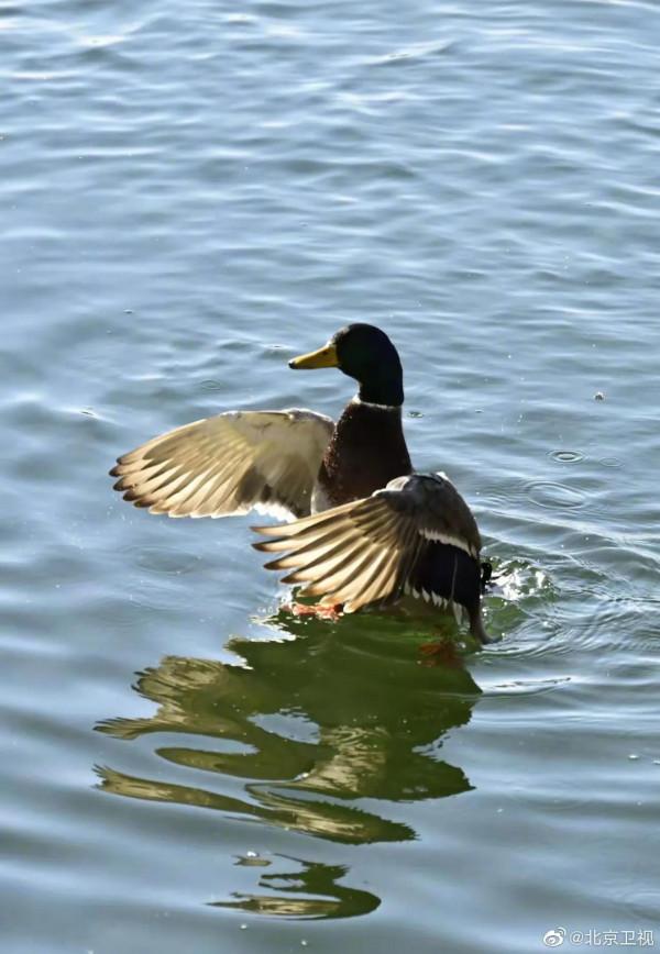 北海公園小精靈們愉快的午餐