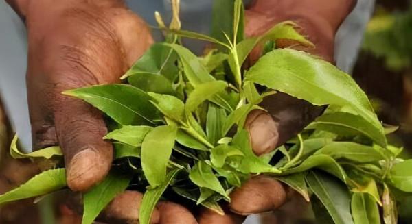 葉門:一個正在“嚼死”自己的國家,正在被世界所遺忘 葉門:一個正在“嚼死”自己的國家,正在被世界所遺忘