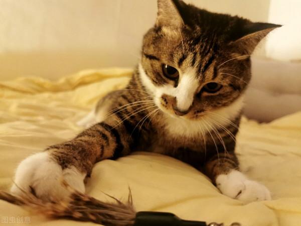 我的貓,教給我的四個美好品質 我的貓,教給我的四個美好品質