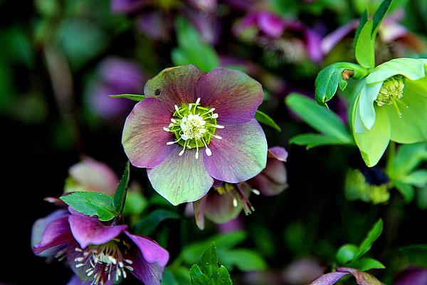 有3種“漂亮花”！現在開始養！天氣再冷也不怕！越冷越愛開花