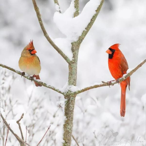 大雪中的鳥，太美了