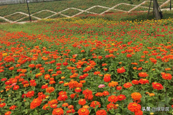 百日草的種植技術，掌握這幾個技巧，開花更美，長勢更旺盛