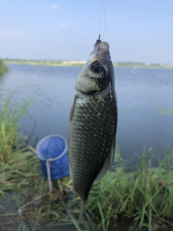 2021垂釣日誌之48，白馬湖高溫揮汗提鯽忙