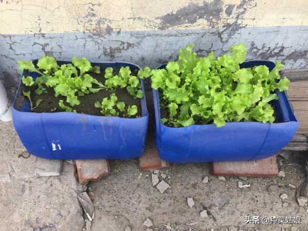 最近葉菜貴，那就自己種些吧，試試這5種，冬季葉菜吃不完