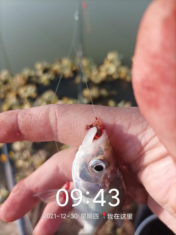 冬季魚類的致命誘惑，更換後果然立竿見影