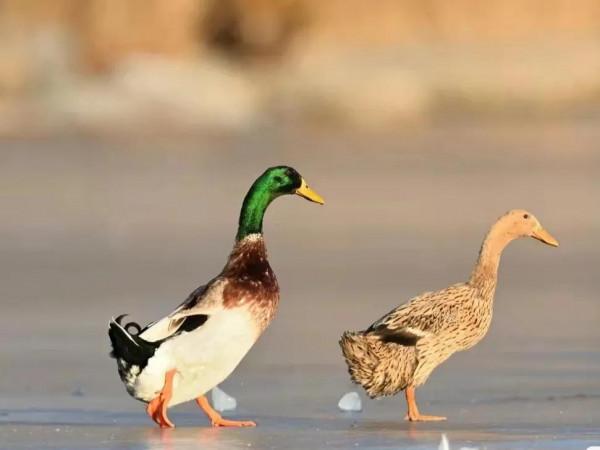 分享圖片動物界的美好時光