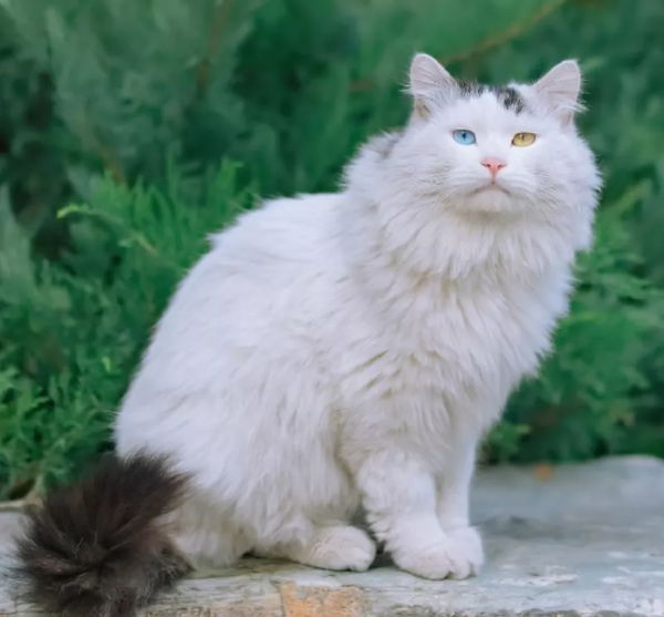 人民幣上藏著“六隻貓”?其中有兩隻還是跪著的 人民幣上藏著“六隻貓”?其中有兩隻還是跪著的