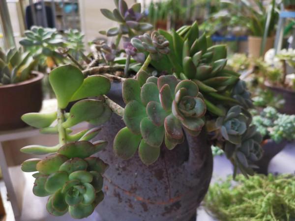 冬雲娘娘帶著絲綢面紗，攜幽靈公主和安娜公主亮相