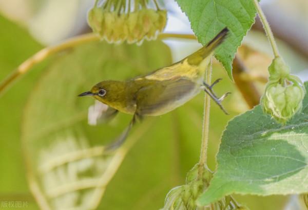 虎年大吉！飛鳥撲芙蓉，紅紅火火鬧新春