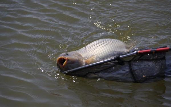 小魚釣膩了,整條大魚過過癮?這些釣大魚的技巧請收好 小魚釣膩了,整條大魚過過癮?這些釣大魚的技巧請收好