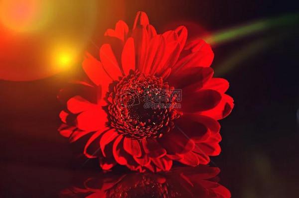 高雅美麗的花朵圖片