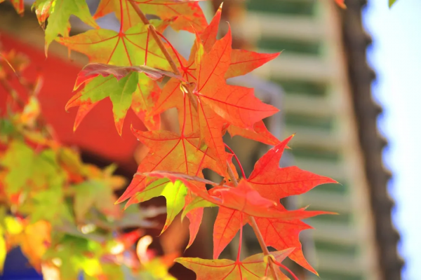 多彩的灤州古城