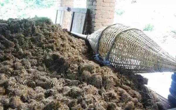 林下種植,畝產3萬多 林下種植,畝產3萬多