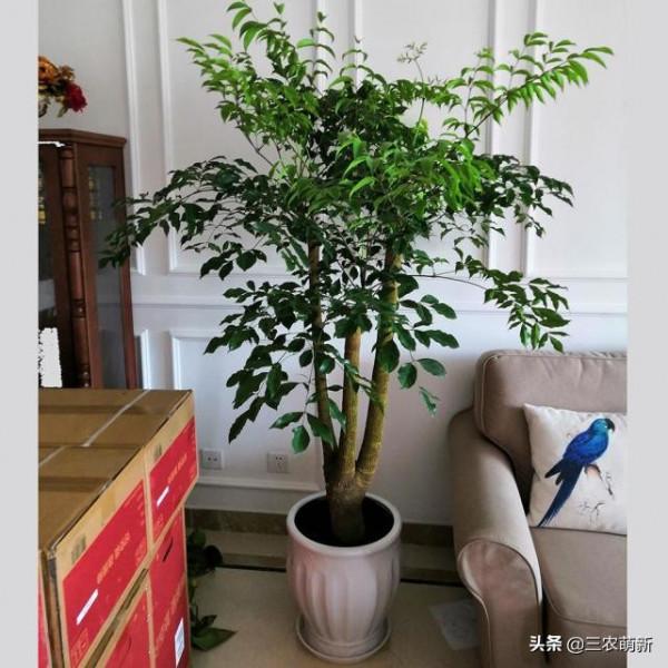 客廳有樹，十家九富！這幾種植物放在家裡，既能鎮宅，又寓意吉祥
