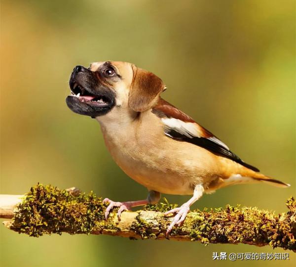 食物也可成為寄生蟲的“窩”，不想健康受損，這些食物儘量不吃